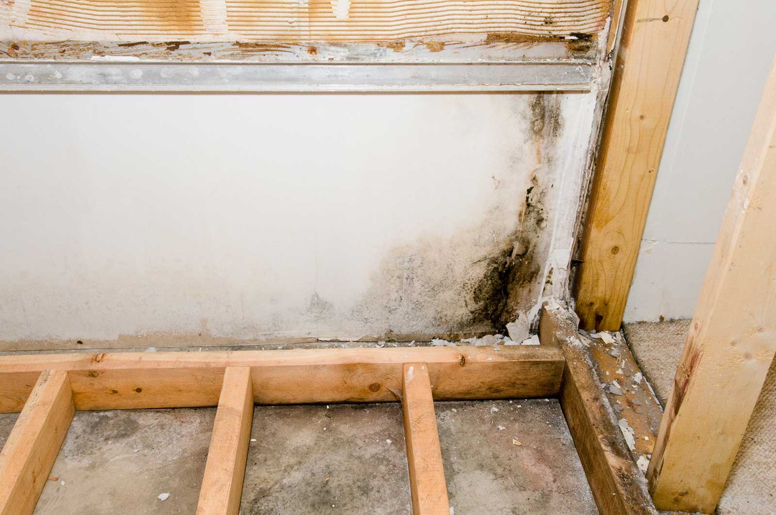 mold-on-drywall mold-on-drywall